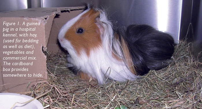 APPROACHES TO GUINEA PIG CARE