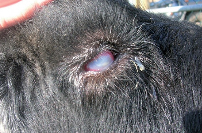 Tackling farm animal ophthalmology