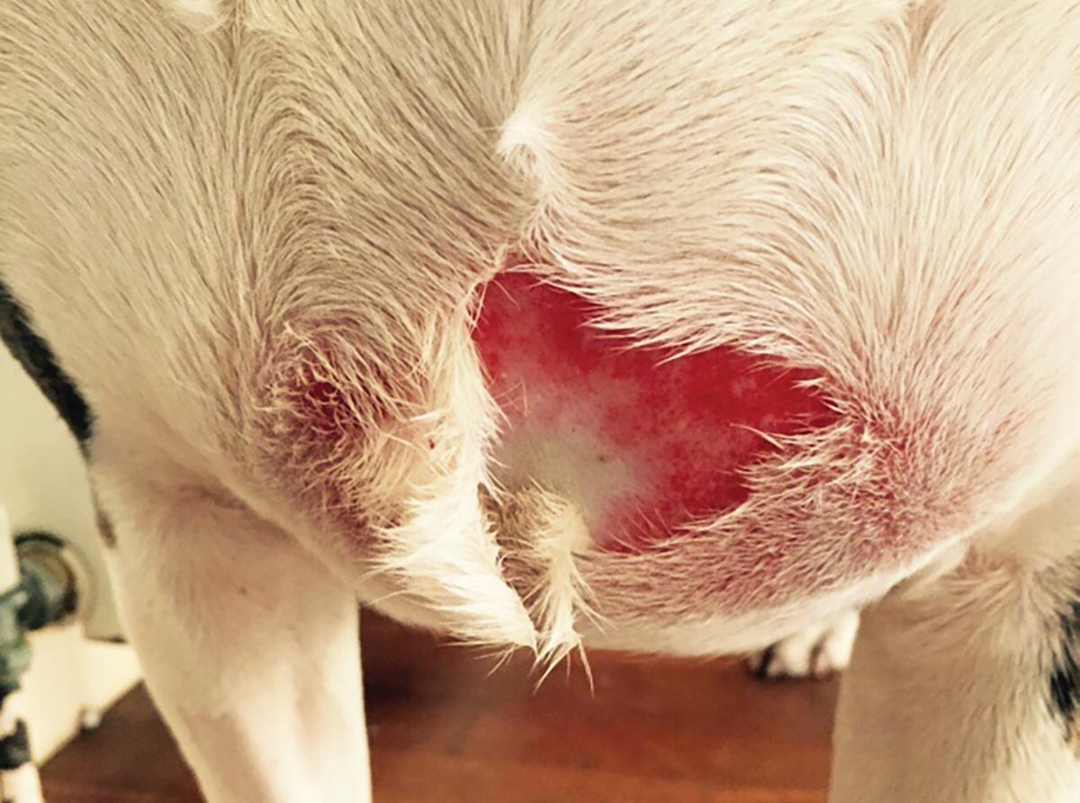 Animal SIRS and sepsis: fight to reduce infection mortality