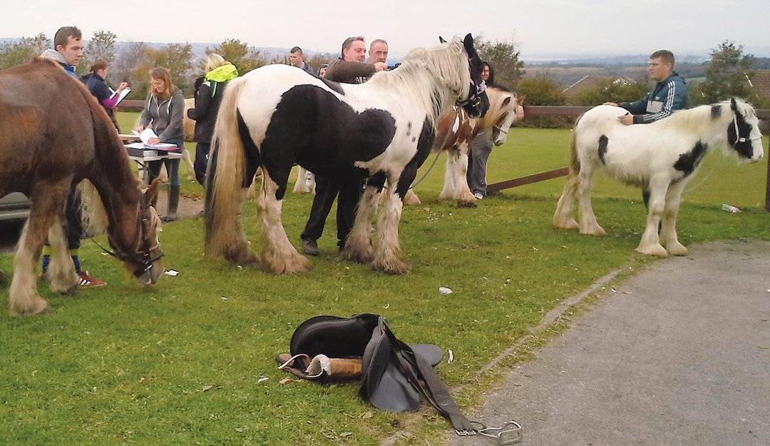 Exploring controversy around proposed horse tethering ban