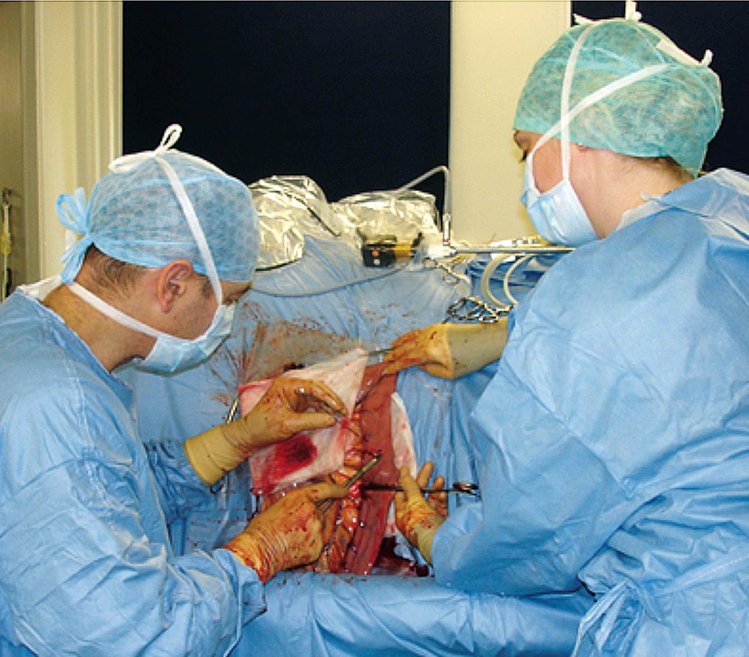 Investigating equine weight loss: suspected gastrointestinal disease
