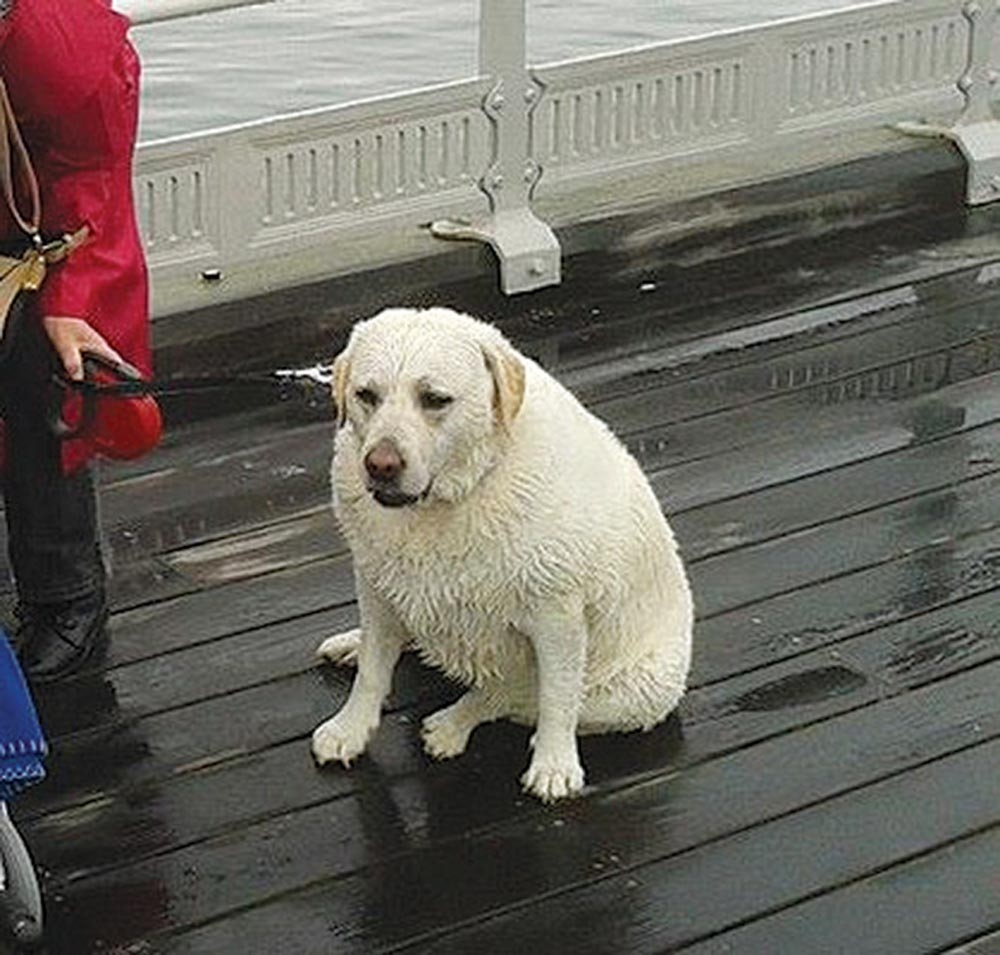 Clinical Impact of obesity on osteoarthritis in canines