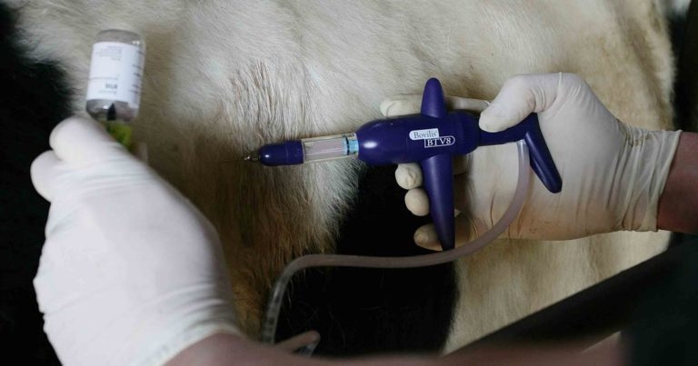 Regulator to prioritise bluetongue vaccine