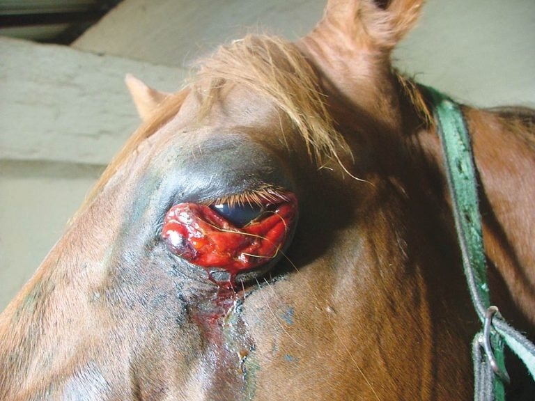 Identifying key features of notifiable diseases in horses