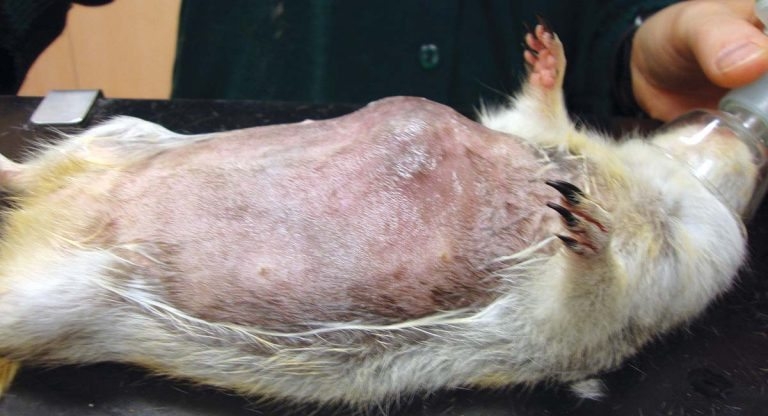 Treating and maintaining exotic squirrels as companion animals