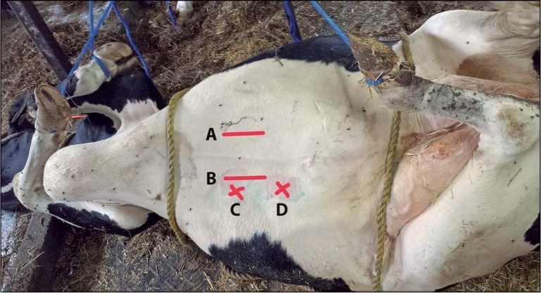 Abomasal surgery: comparison of various techniques in cattle