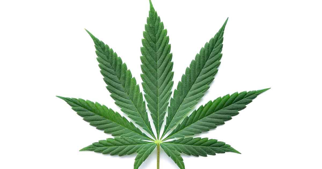 Cannabidiol: what is it, what can it do and why is it controversial?