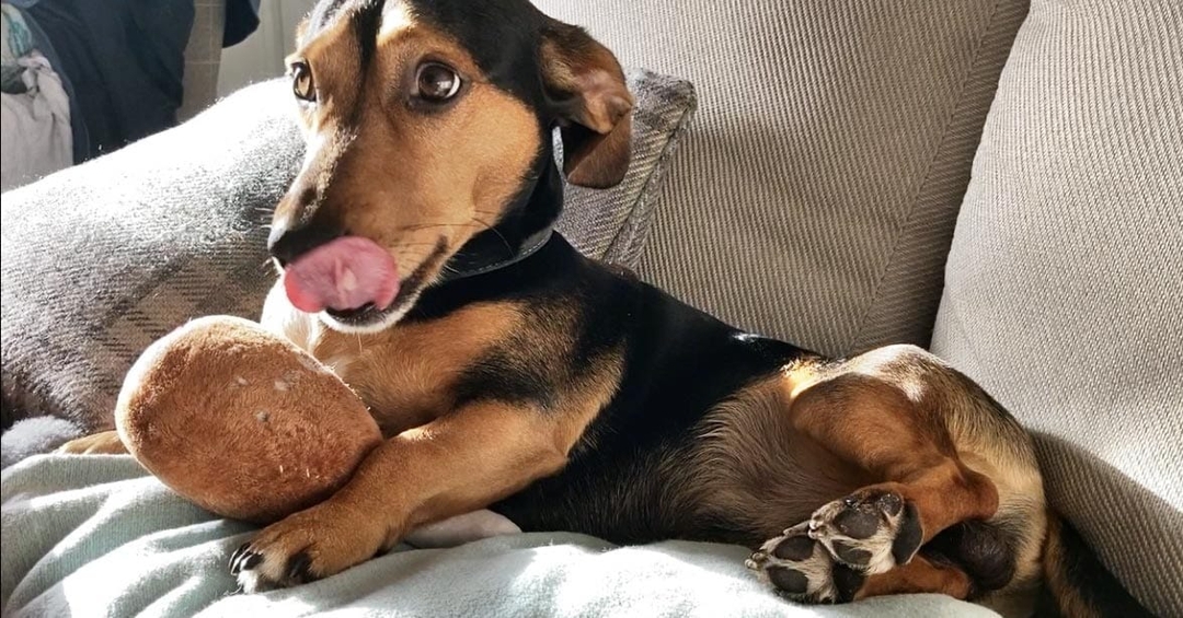 Eddie steady after mast cell tumour treatment