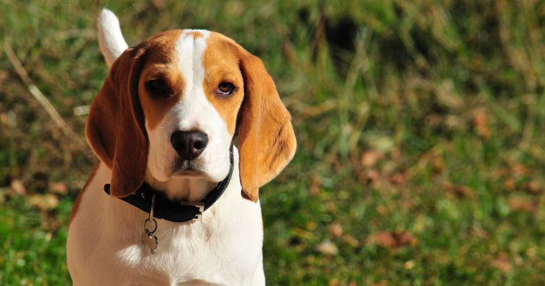 Study reveals extent of dog obesity crisis
