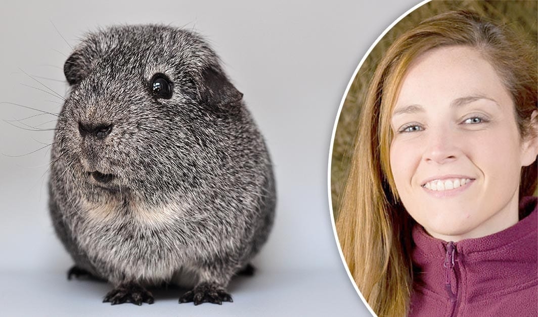 Suzanne Moyes answers your questions on guinea pigs