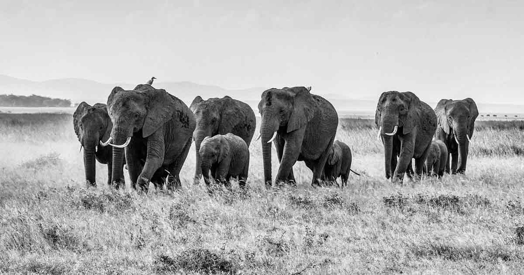 Buying groups: strength in numbers