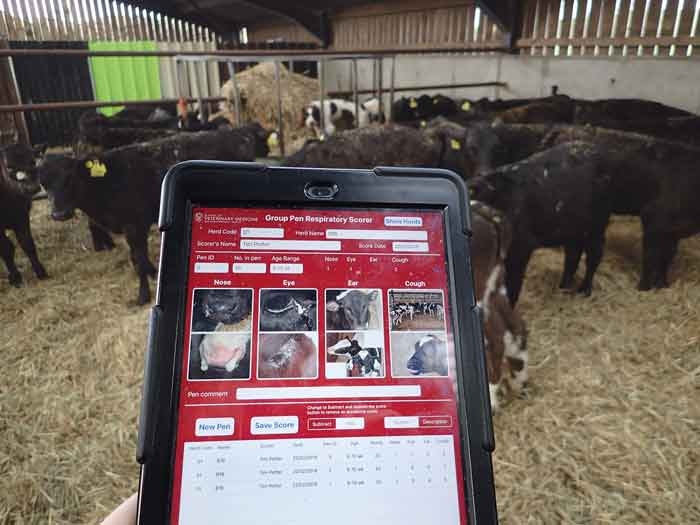 Bovine respiratory disease – prevention, treatment and how vets can help farmers