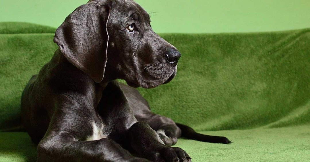 Giant dogs could be ‘up to 118 times more likely’ to develop rare form of bone cancer