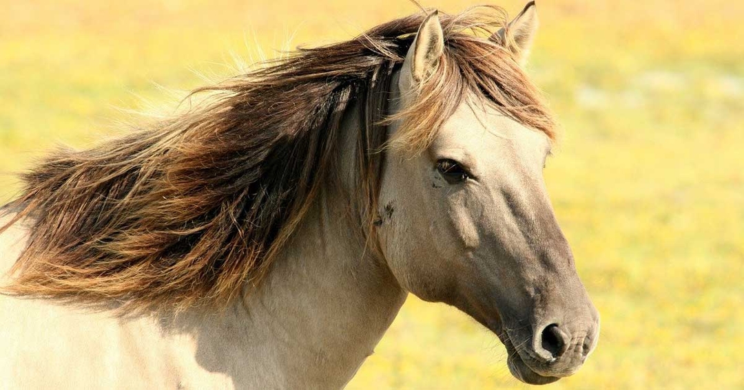 BEVA issues warning over Spanish EHV outbreak