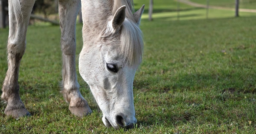 Vet help sought for EGS biobank