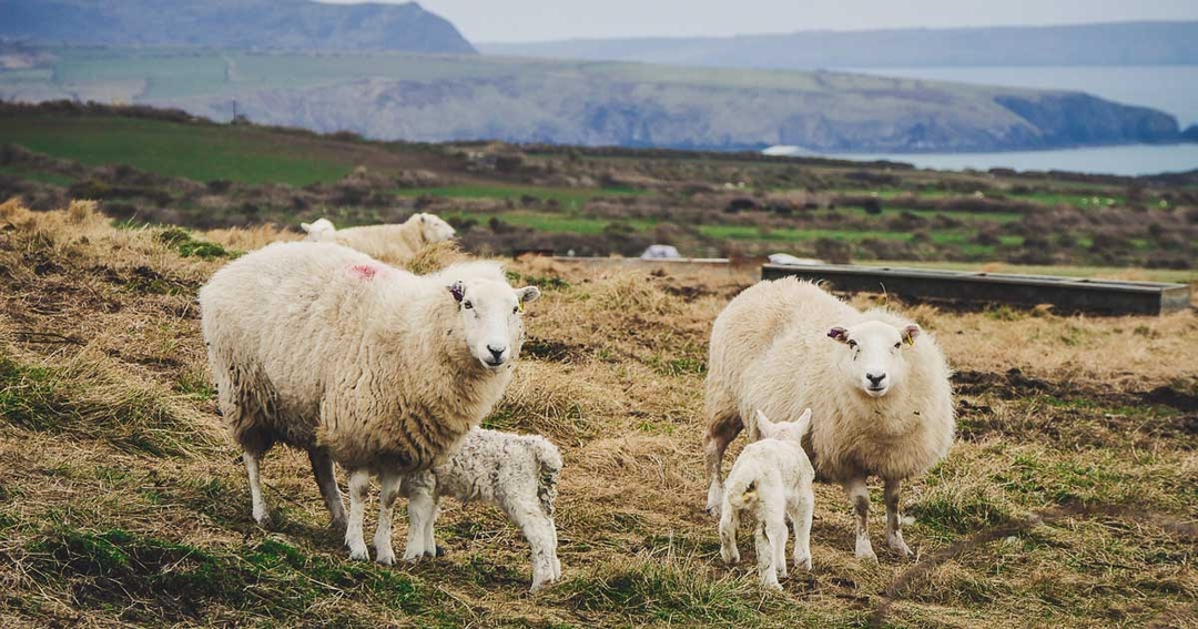 Urge farmers to test for enzootic abortion of ewes – Ceva