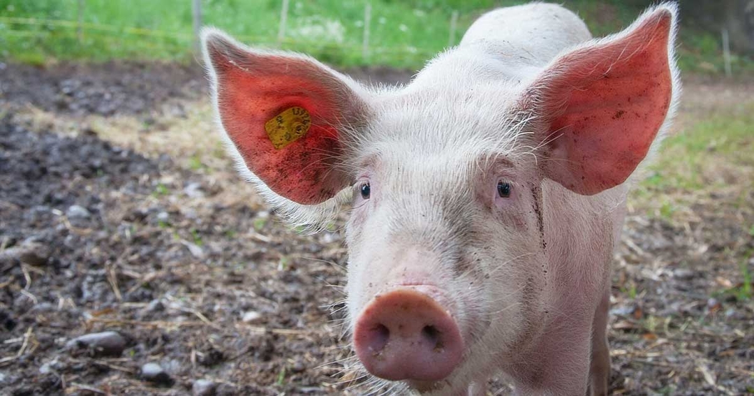 Profession makes call for urgent animal sentience action