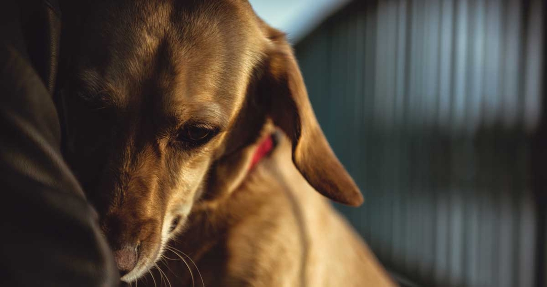 Vets warned of major canine welfare crisis