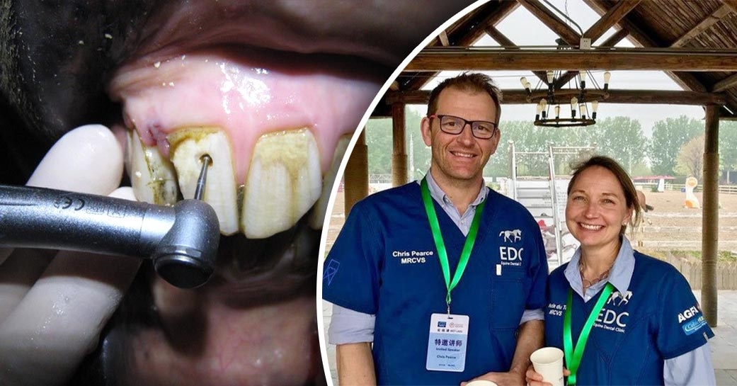 Zoetis to host equine dental CPD