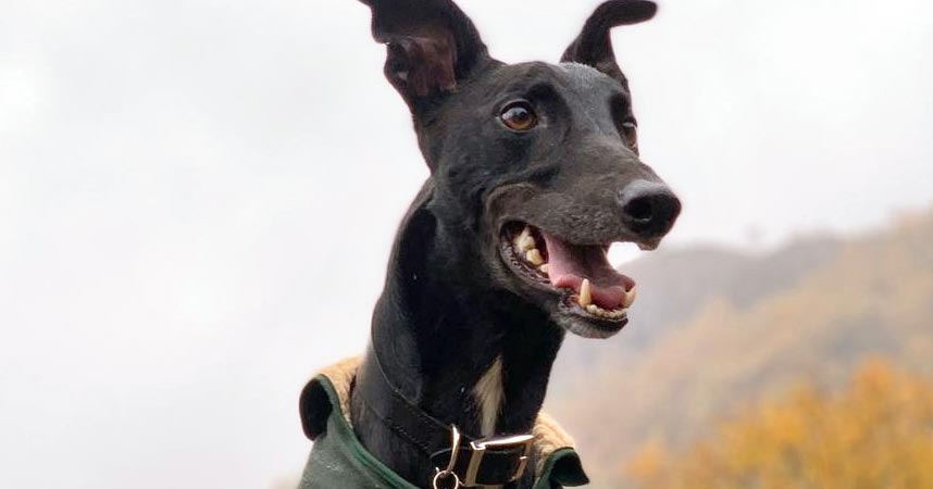 Greyhound defies odds to win race for life