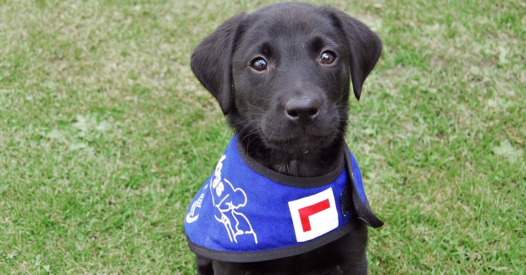 Elanco Spot on with charity partnership