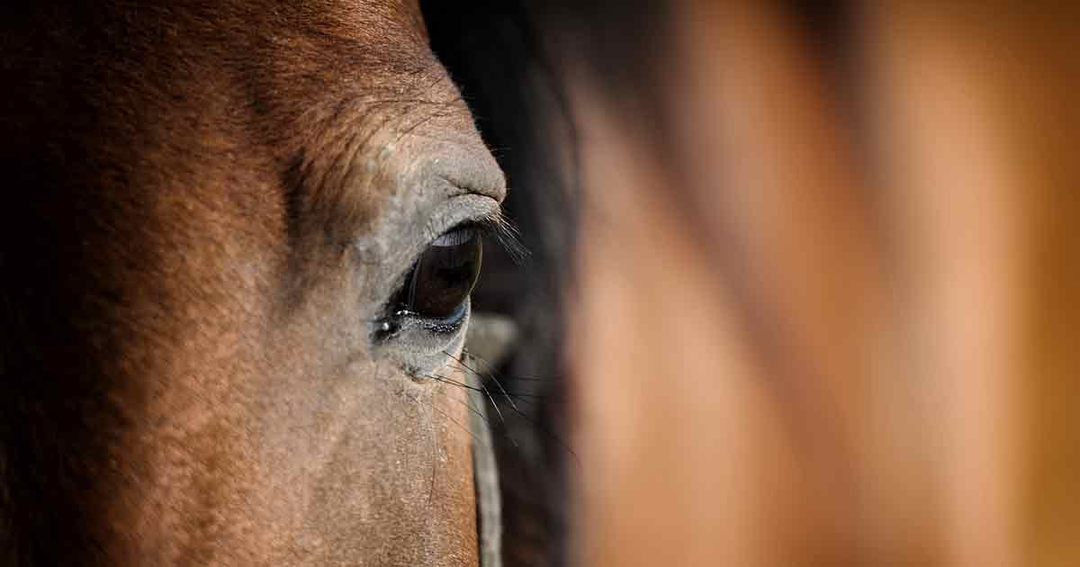 Equine sedation and general anaesthesia innovations