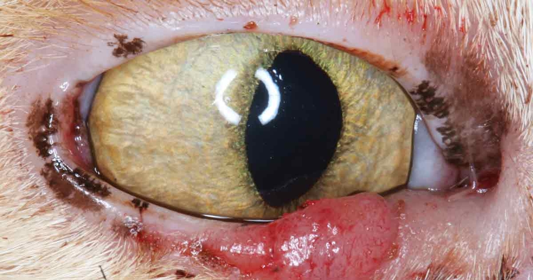 Eyelid tumours in dogs and cats – Part 2