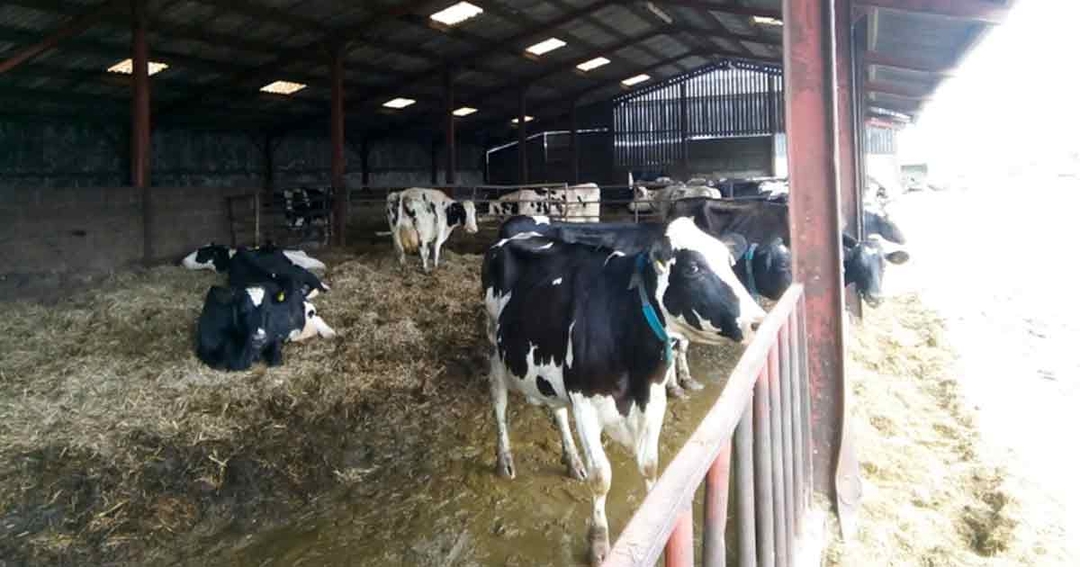 Antibiotic dry cow therapy: taking a selective approach