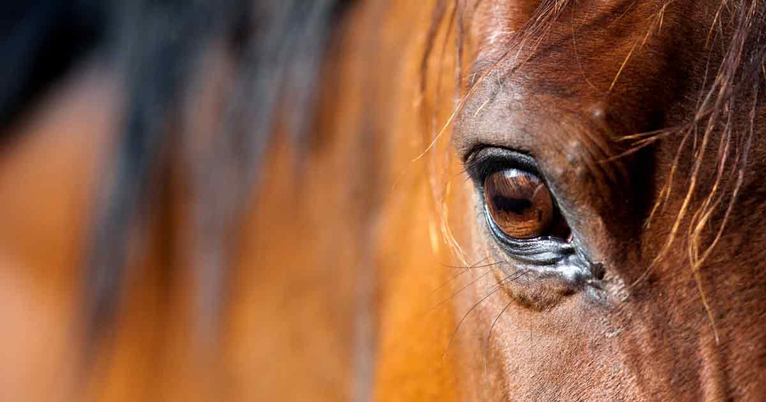 Equine gastric disease: updates in management