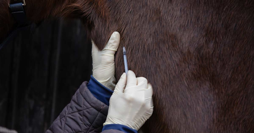 Equine vaccination: what, when and how