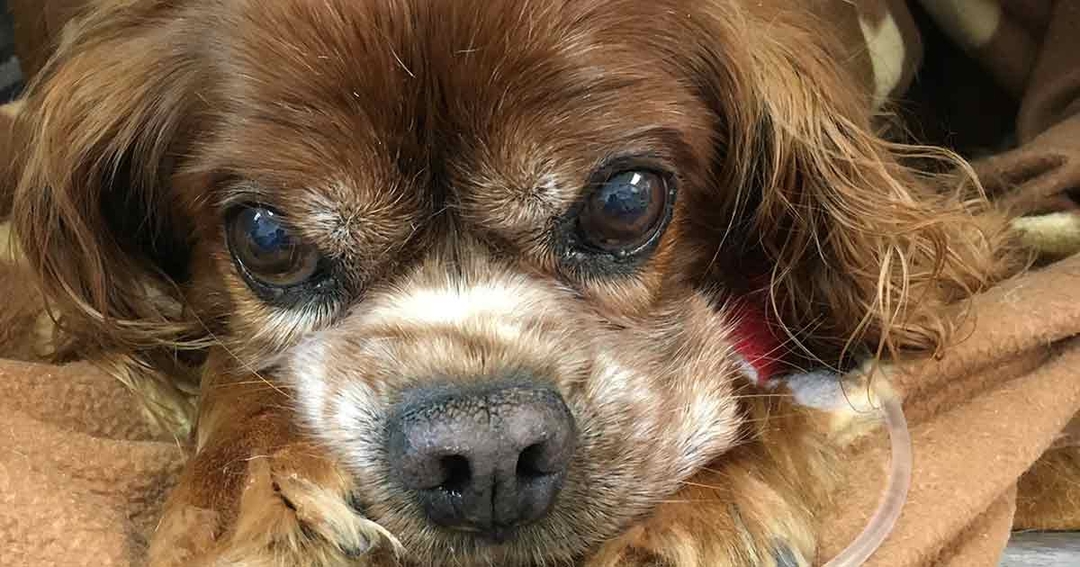 Taking a holistic approach to the care of geriatric dogs