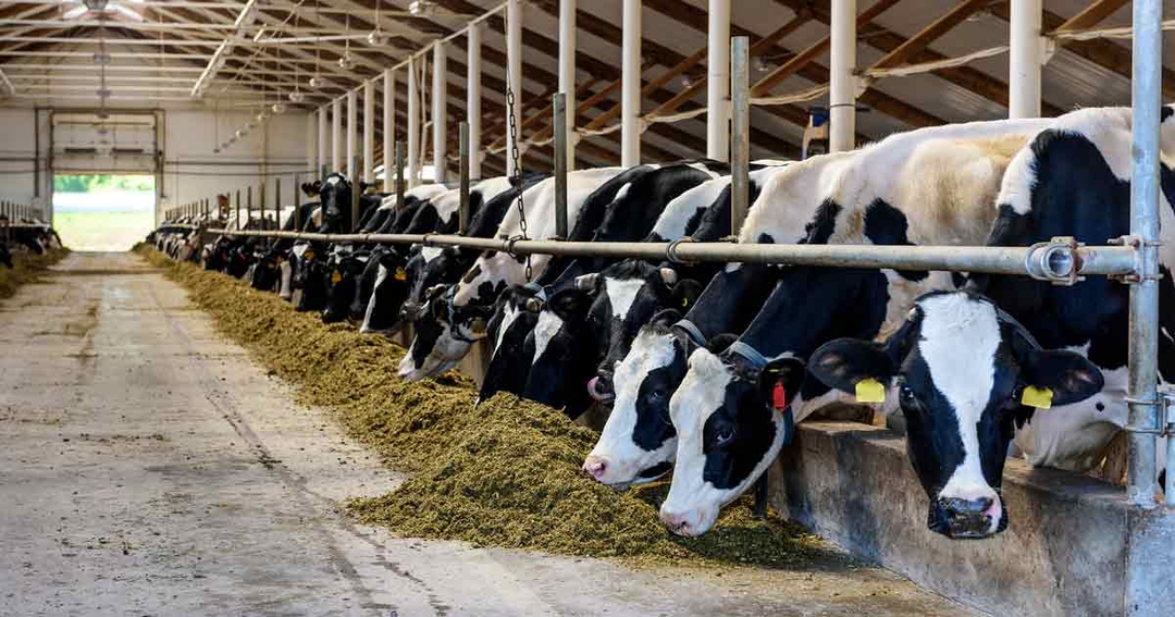 Bovine respiratory disease: working with farmers to initiate real change