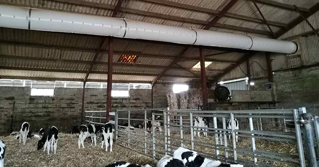 Bovine respiratory disease: the solution to pollution is dilution