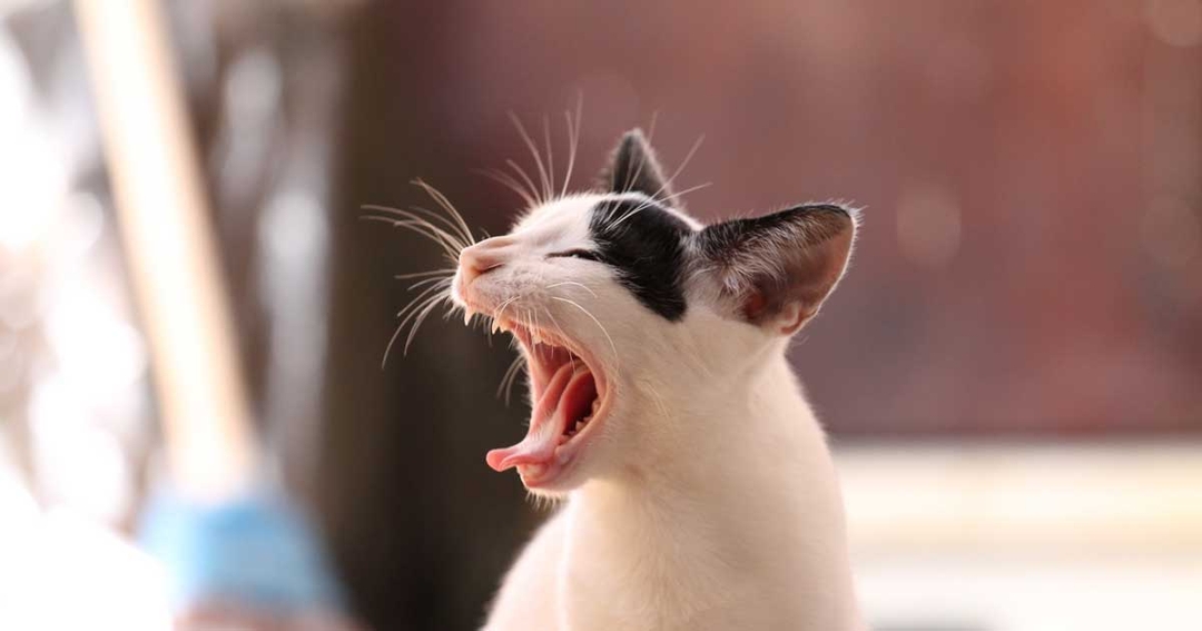 Feline specialists team up for medication research