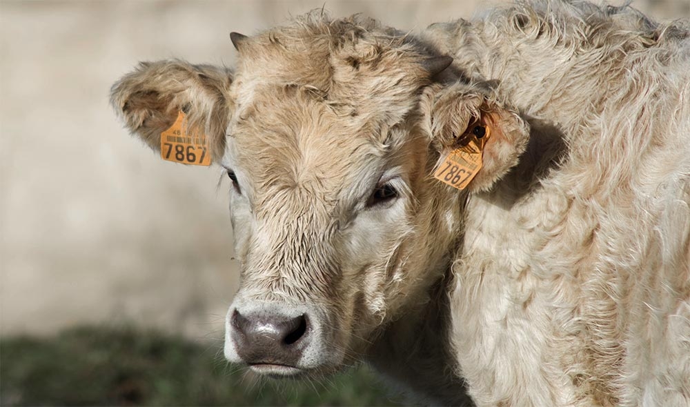 Pre and postcalving considerations: most vital ones for vets and farmers