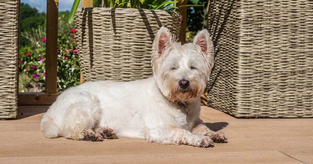 Vets amazed at ‘miracle dog’ Daisy’s cancer recovery