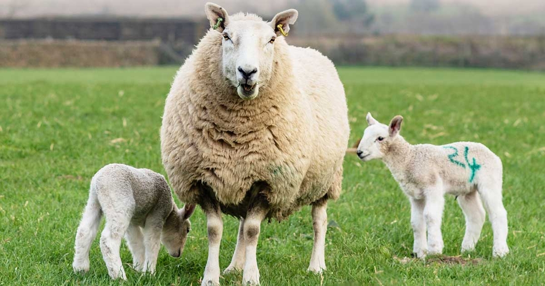 Vets urged to raise EAE testing awareness