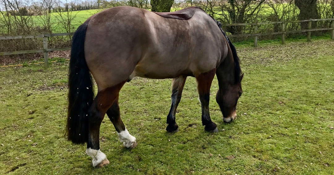 BEVA addresses equine obesity conversations