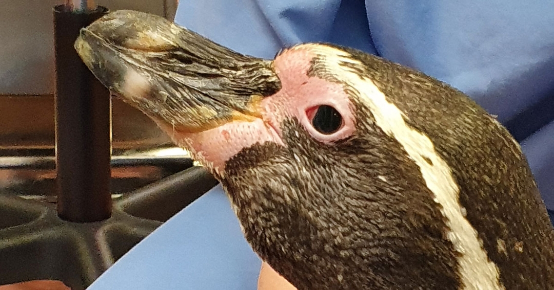 Penguin Munch looking good thanks to surgery