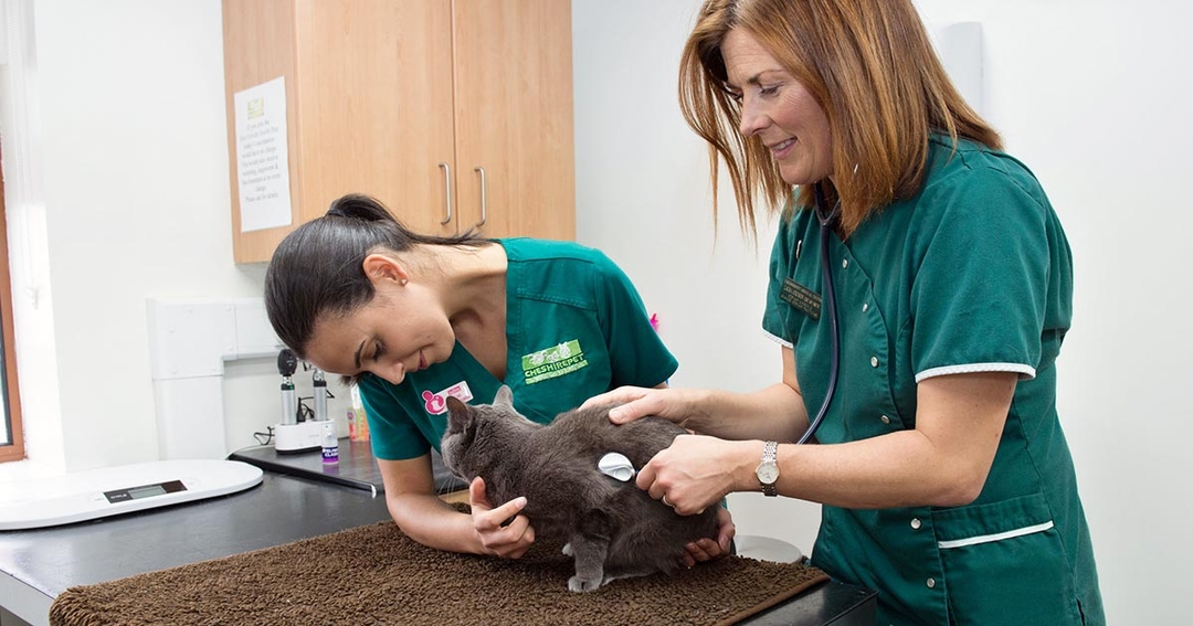 Cat-only clinic for Cheshire