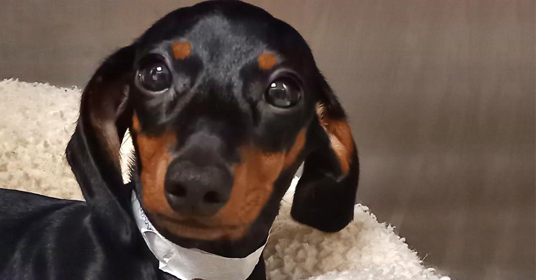 Dachshund puppy recovers from vitamin D toxicity