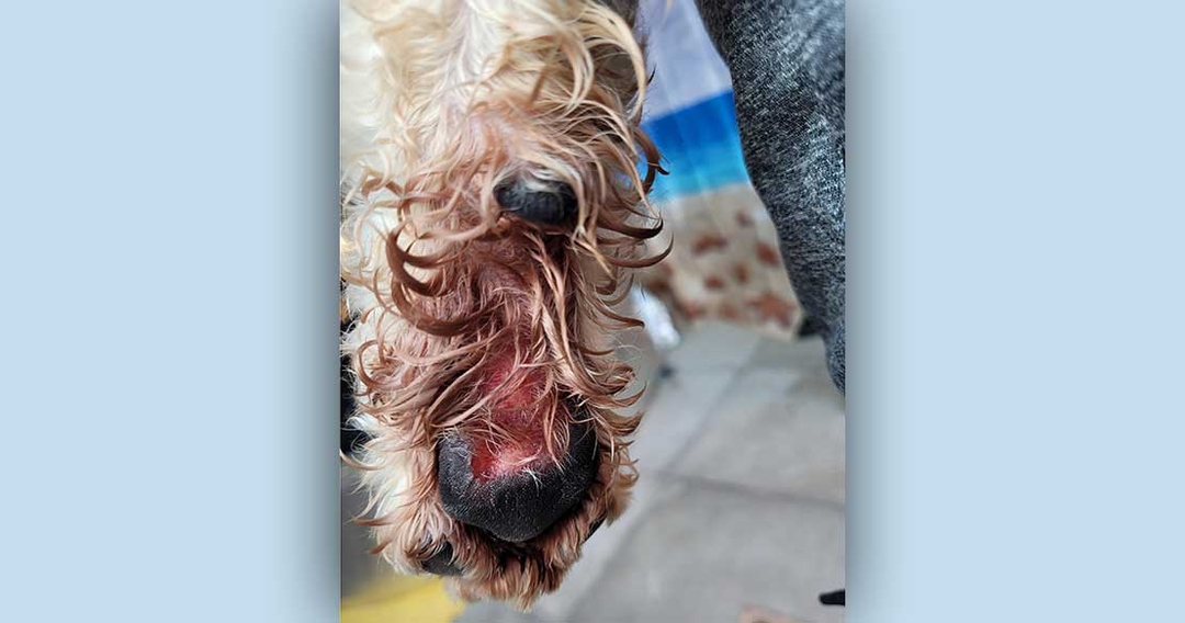 New cases of Alabama rot reported