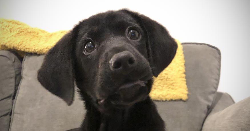 Vets warned of parvo surge as reported cases double in three months