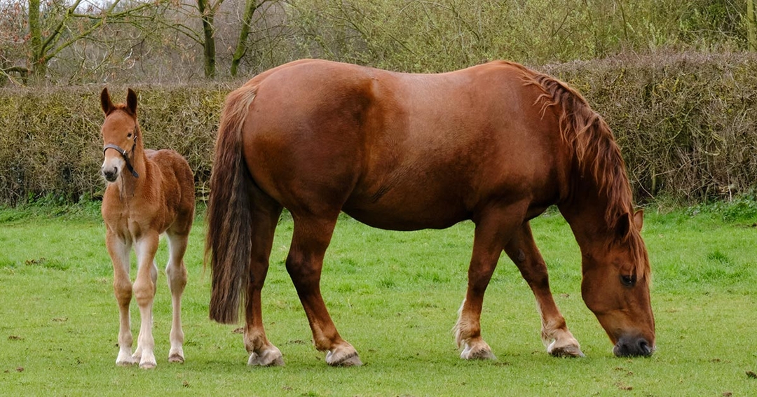 Foal canters into history books