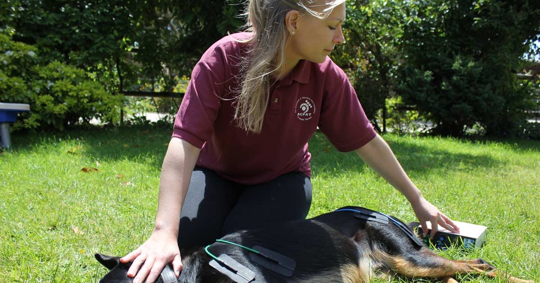 Small animal rehab course for vet nurses