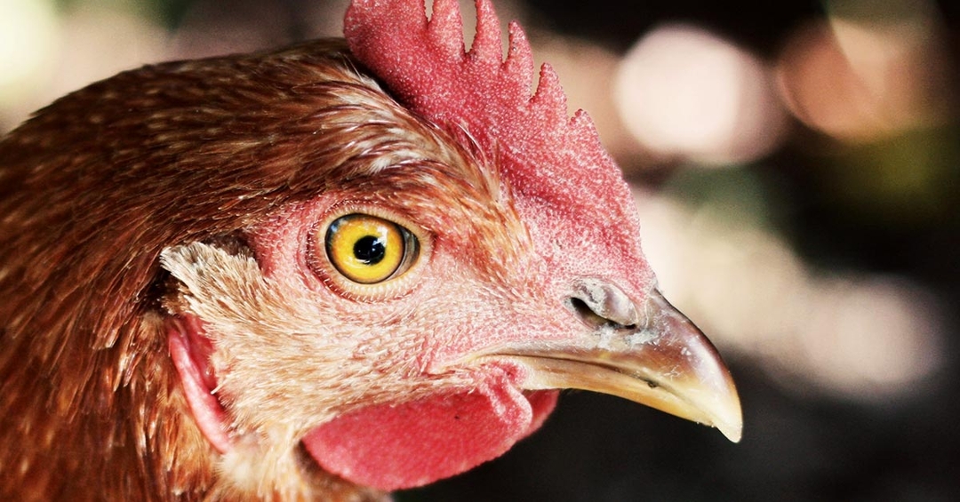 CVO: avian flu at ‘phenomenal level’