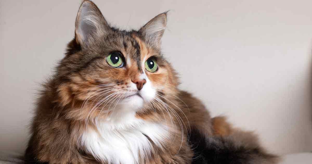 Survey highlights senior pet opportunities