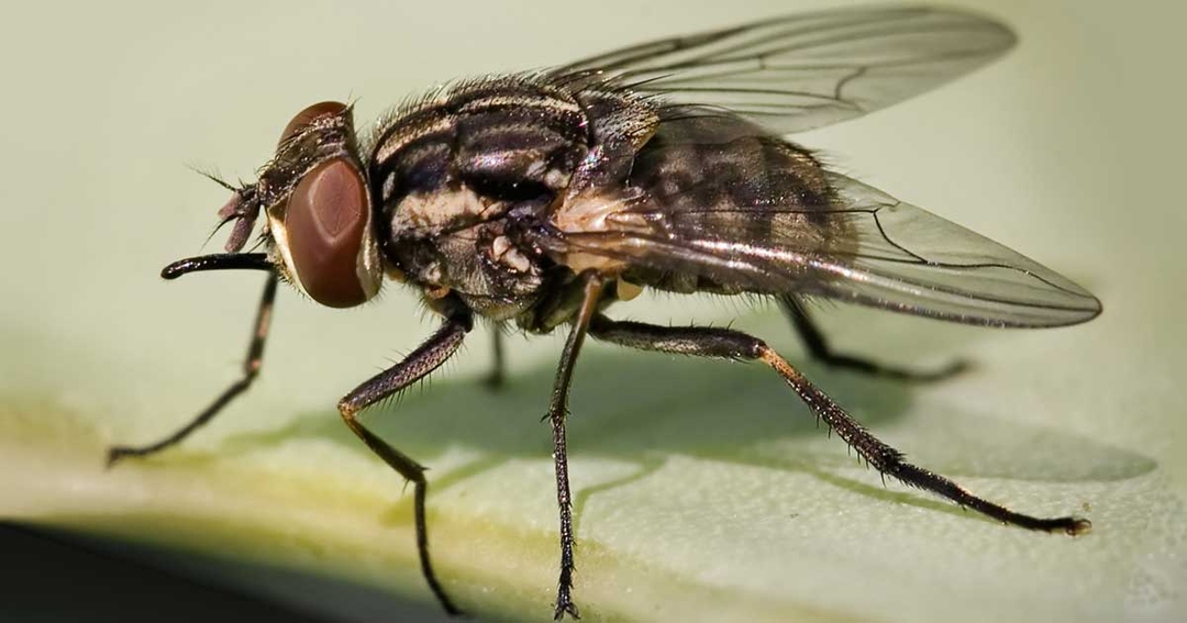 Landmark study uncovers lumpy skin disease details
