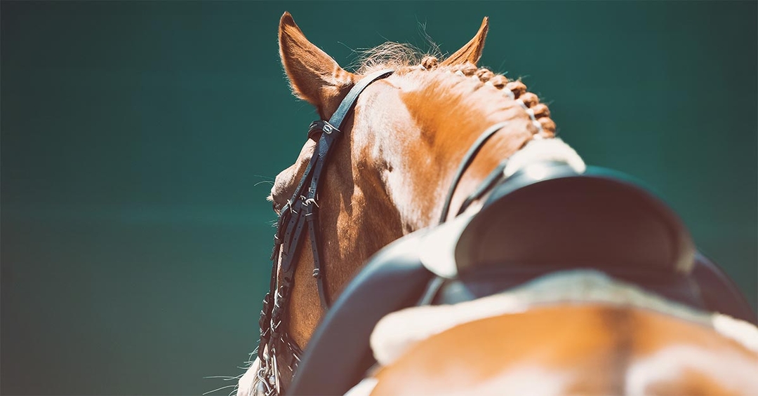 EHV-1 quarantine order lifted for UK horses