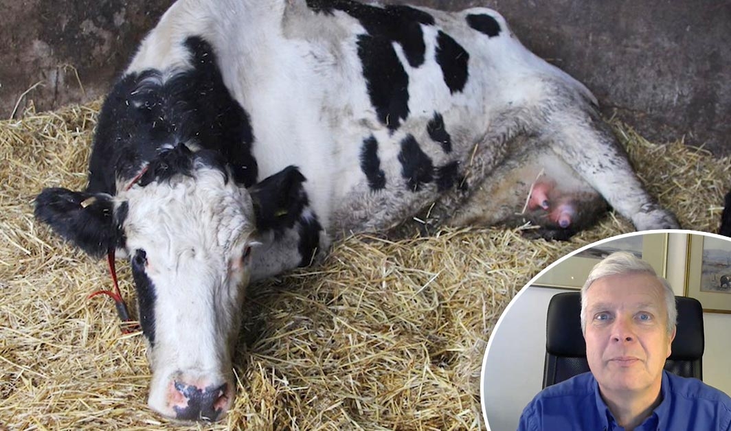 Future Vet Congress 2021: decision-making around mastitis control